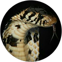 Alberto C. profile picture